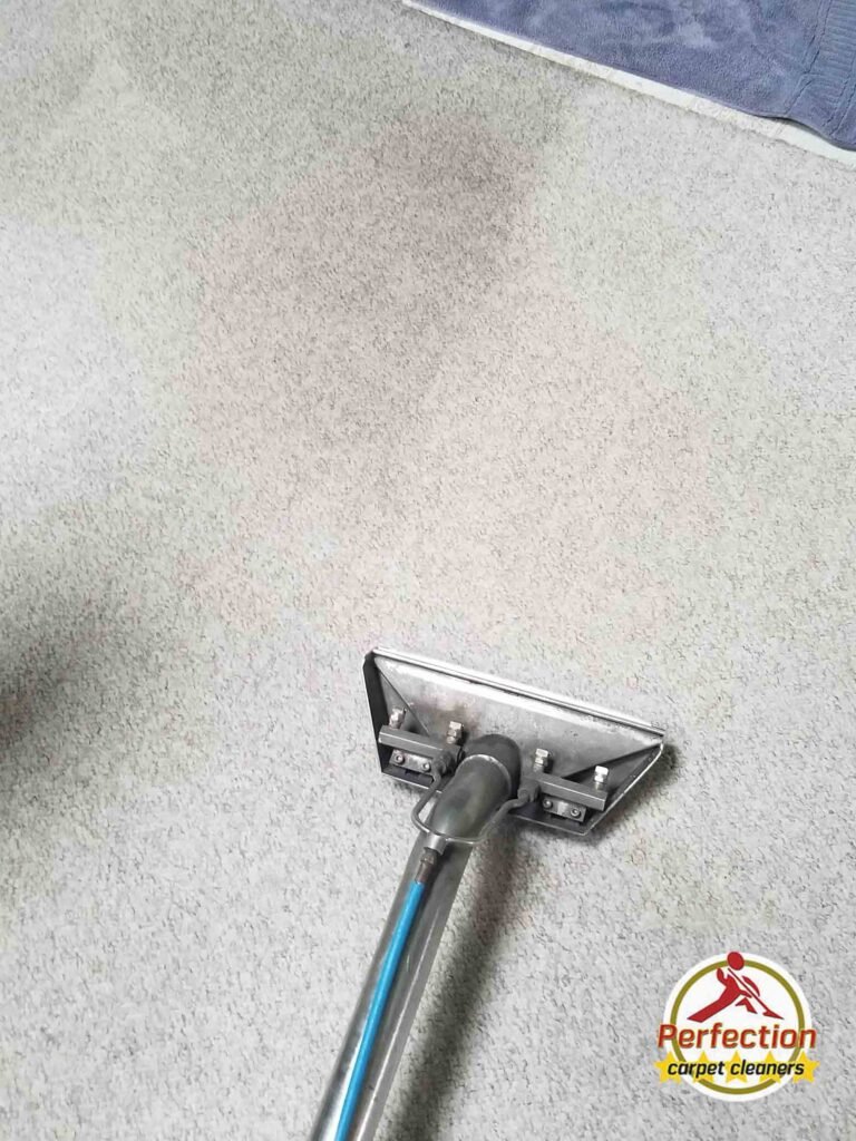 how we eliminate pet odor and stain perfection clean results