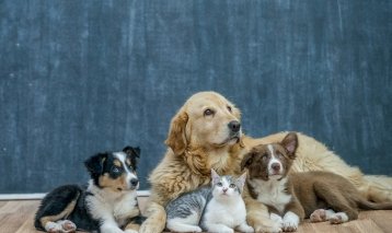 Blogs 3 pet safe carpet cleaning tips for dog owners